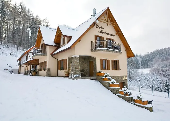Zlote Modrzewie